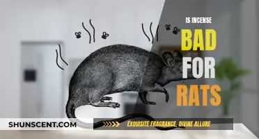 Incense and Rats: Is It a Toxic Mix?