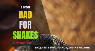 Incense and Snakes: A Toxic Mix?