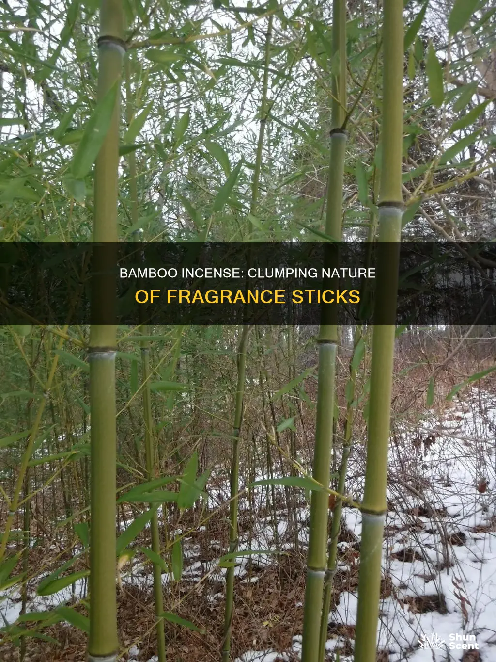 is incense bamboo clumping