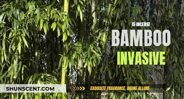 Incense Bamboo: Invasive or Not?