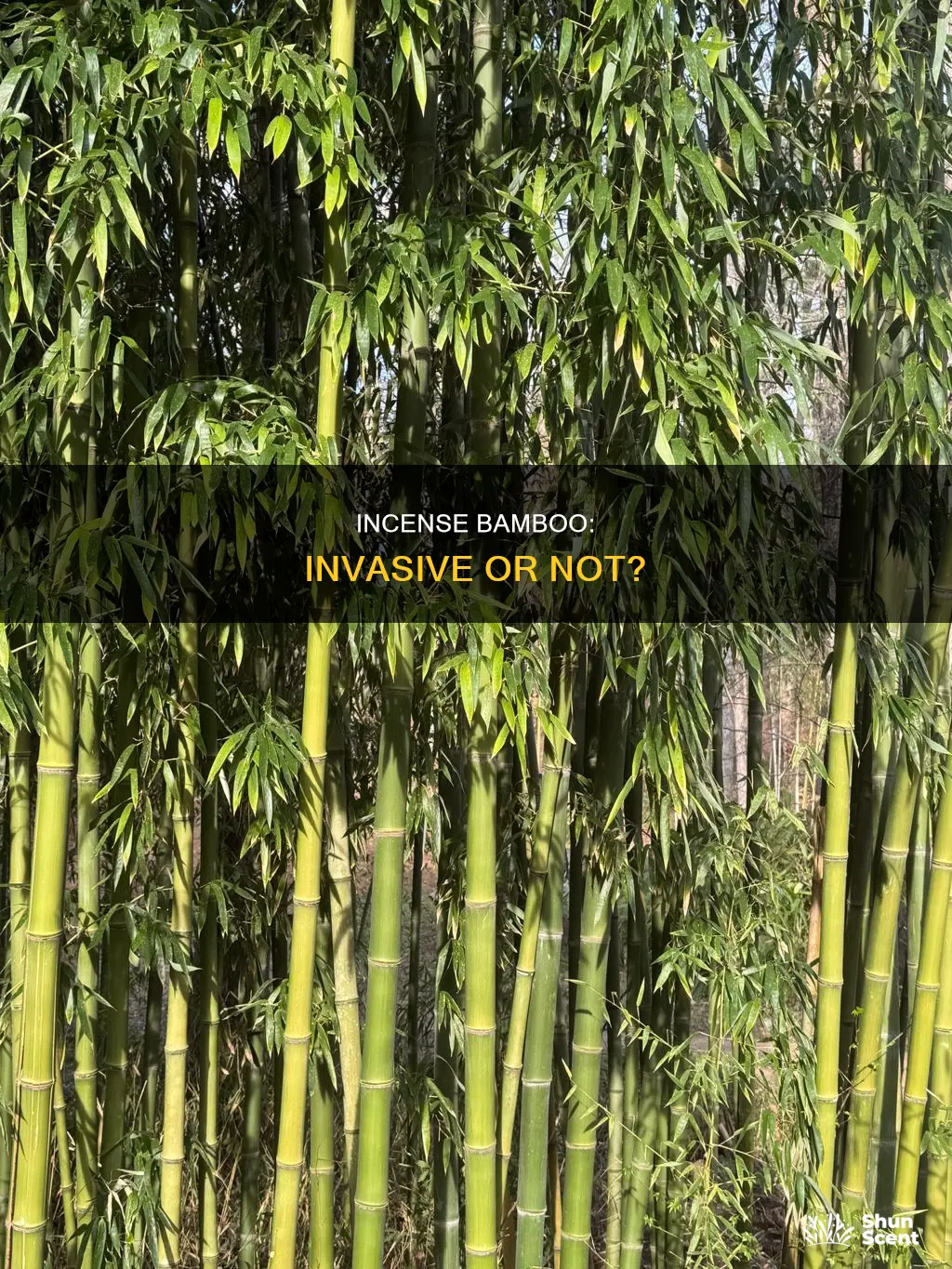 is incense bamboo invasive