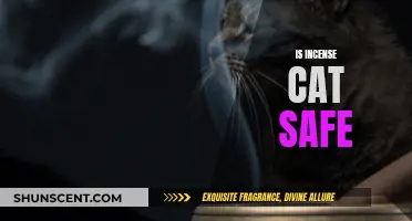 Incense and Cats: What Pet Owners Need to Know