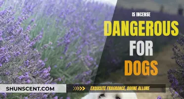 Incense and Dogs: A Potentially Dangerous Mix