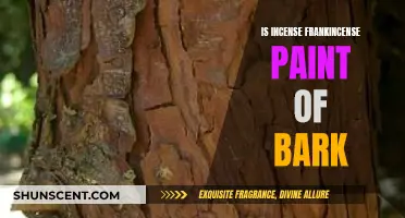 Incense, Frankincense, and Bark: Exploring Ancient Paint Sources