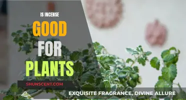 Incense and Plants: A Healthy Relationship?