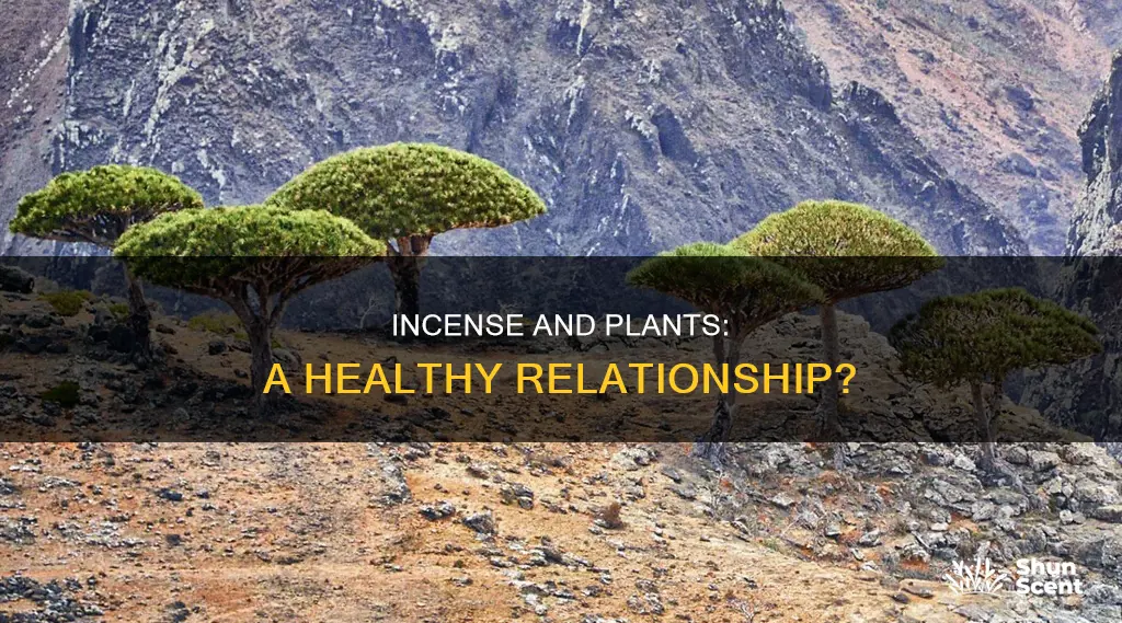 is incense good for plants