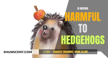 Incense Use and Hedgehog Health: What's the Harm?