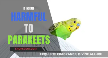 Incense Use Around Parakeets: Harmful or Harmless?