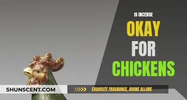 Incense Around Chickens: Safe or Not?