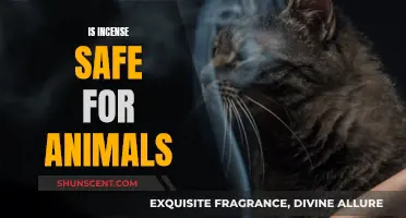 Incense and Pets: What's the Safety Verdict?