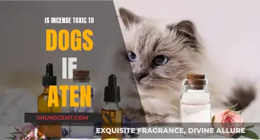 Incense Ingestion: Toxicity Risks for Dogs and Prevention Tips