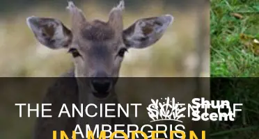 is it common to find ambergrease in perfume