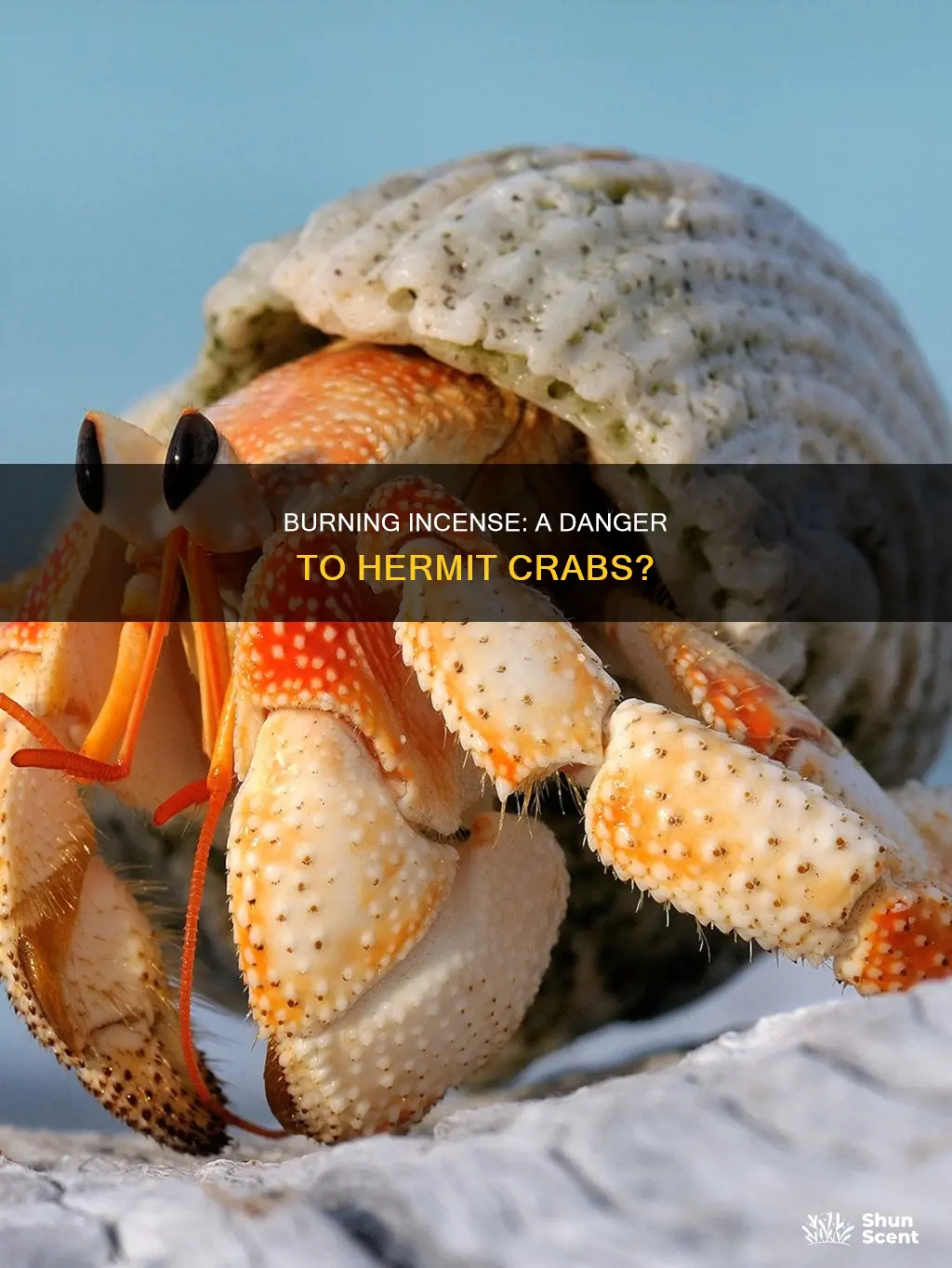 is it harmful to hermit crabs if you burn incense