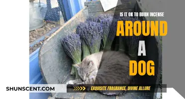 Incense and Dogs: Safe or Not?