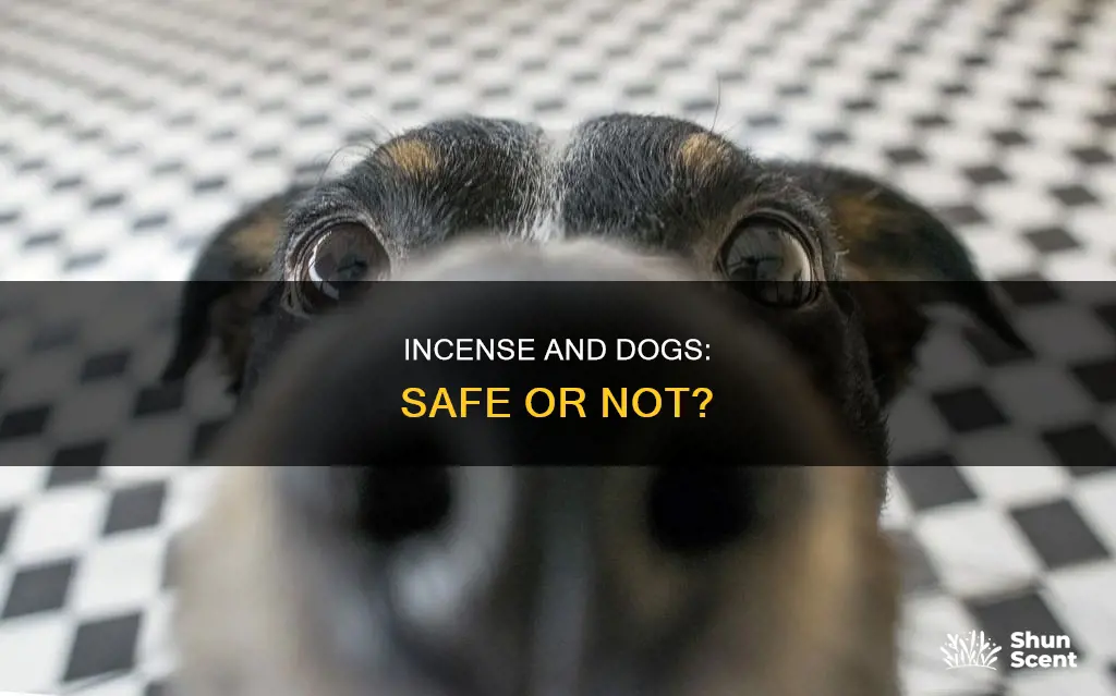 is it ok to burn incense around a dog
