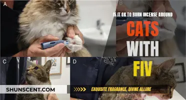 Incense Burning Around Cats with FIV: Safe or Not?