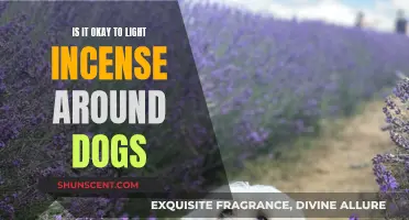 Incense Around Dogs: Safe or Not?