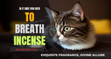 Incense and Cats: Safe or Toxic?