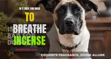 Incense and Canines: A Safe Mix?
