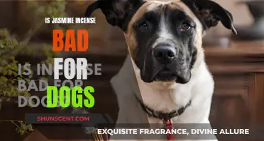 Incense and Dogs: Is Jasmine Bad for Your Pup's Health?