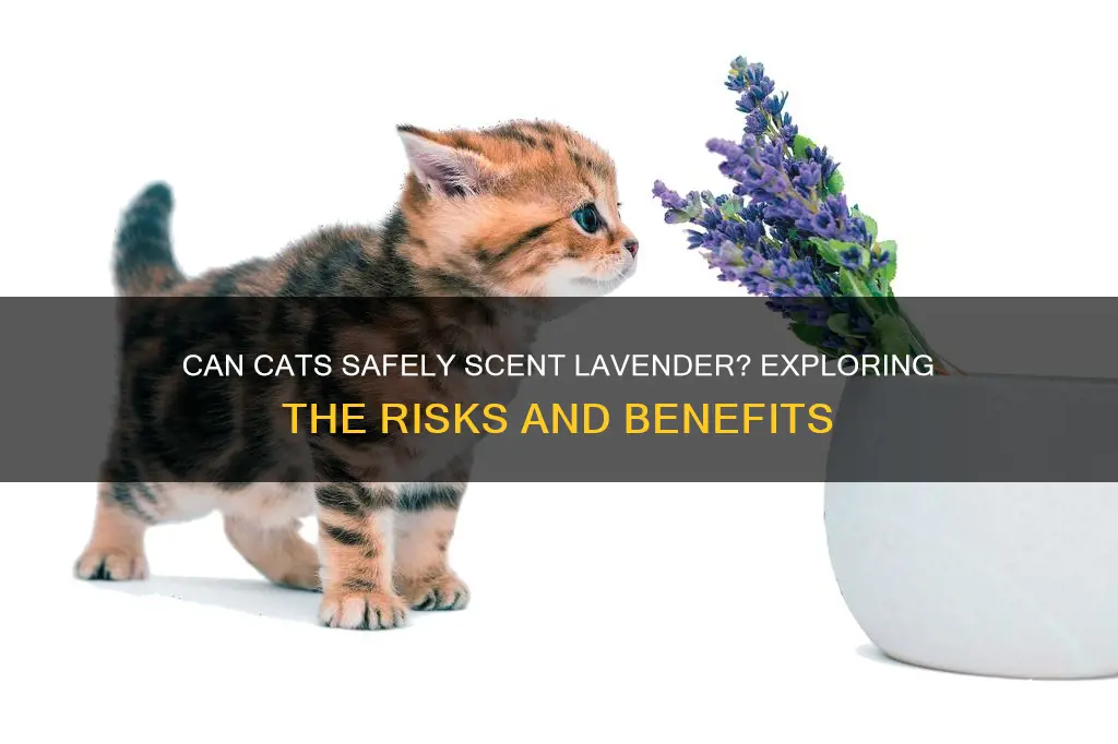 is lavender fragrance safe for cats