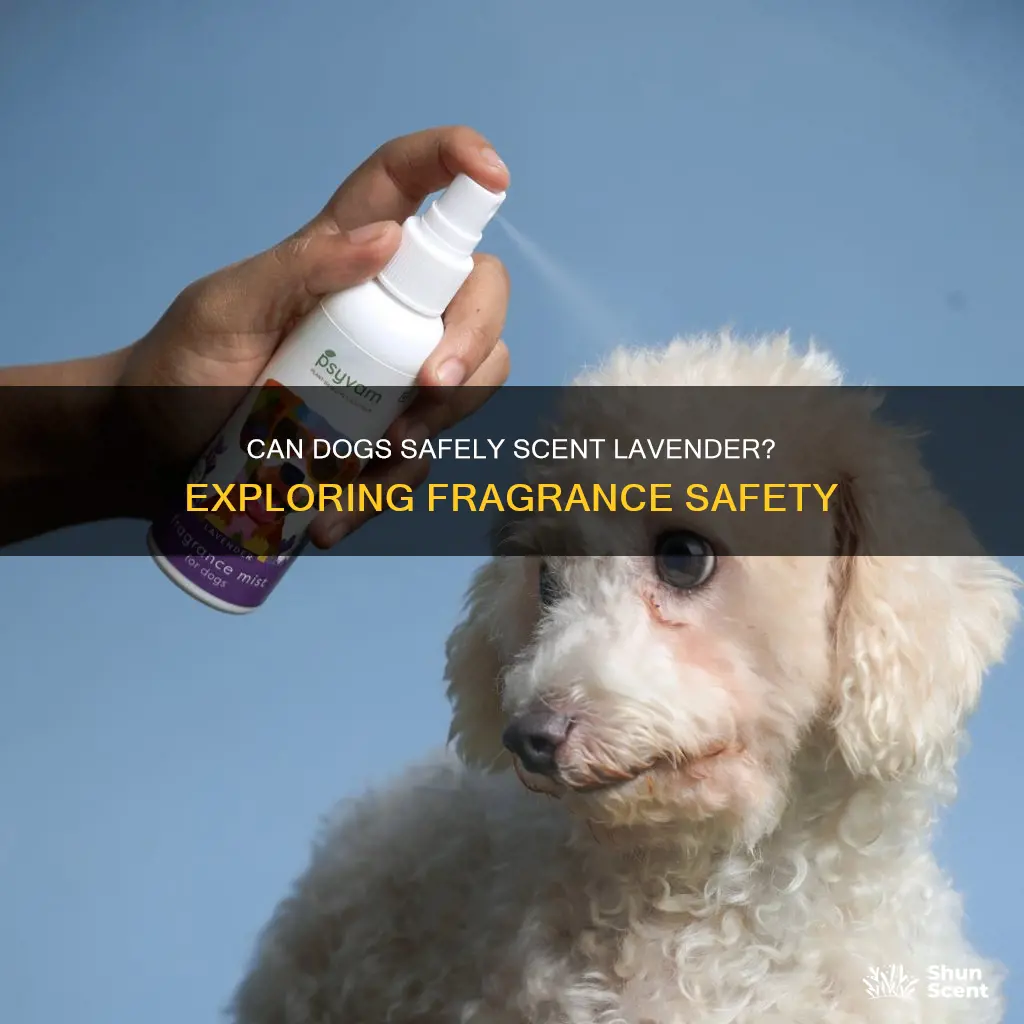 is lavender fragrance safe for dogs