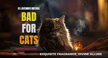 Incense and Cats: Is Lavender Harmful?