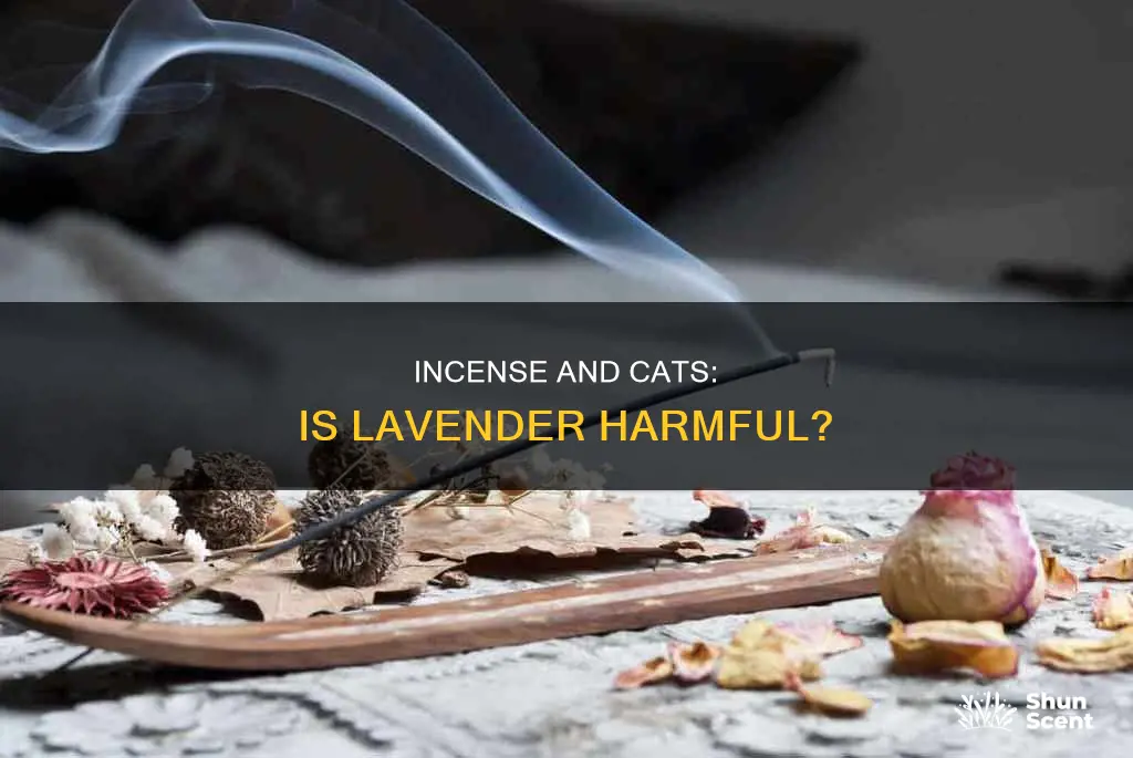 is lavender incense bad for cats