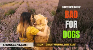 Incense and Canines: Is Lavender Bad for Dogs?