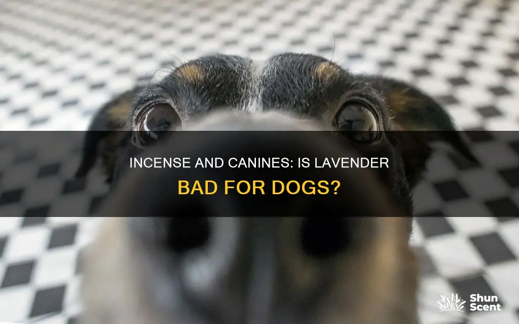 is lavender incense bad for dogs