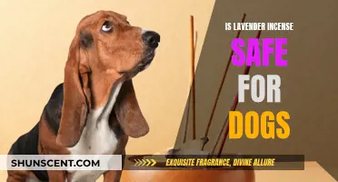 Incense and Canines: Is Lavender Safe for Dogs?