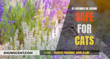 Lavender Oil Aroma: Is It Safe for Cats?