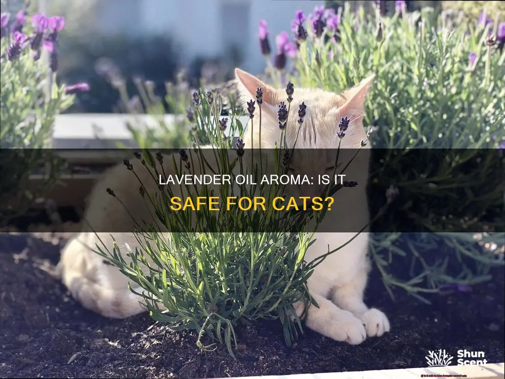 is lavender oil aroma safe for cats