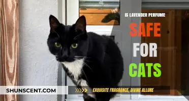 Lavender Perfume: Safe or Toxic for Cats?