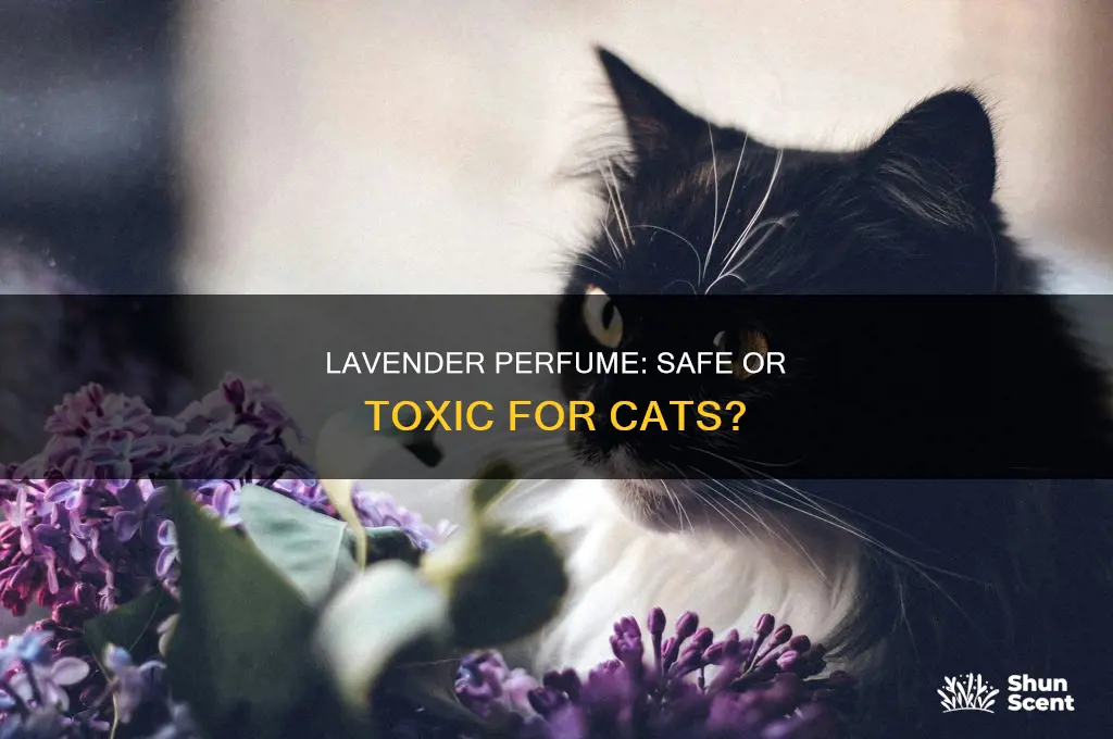 is lavender perfume safe for cats
