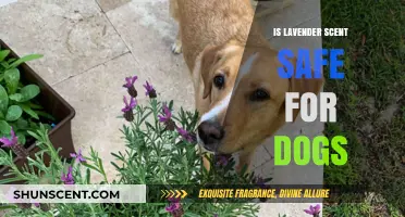 Is Lavender Scent Safe for Dogs? A Pet Owner's Guide