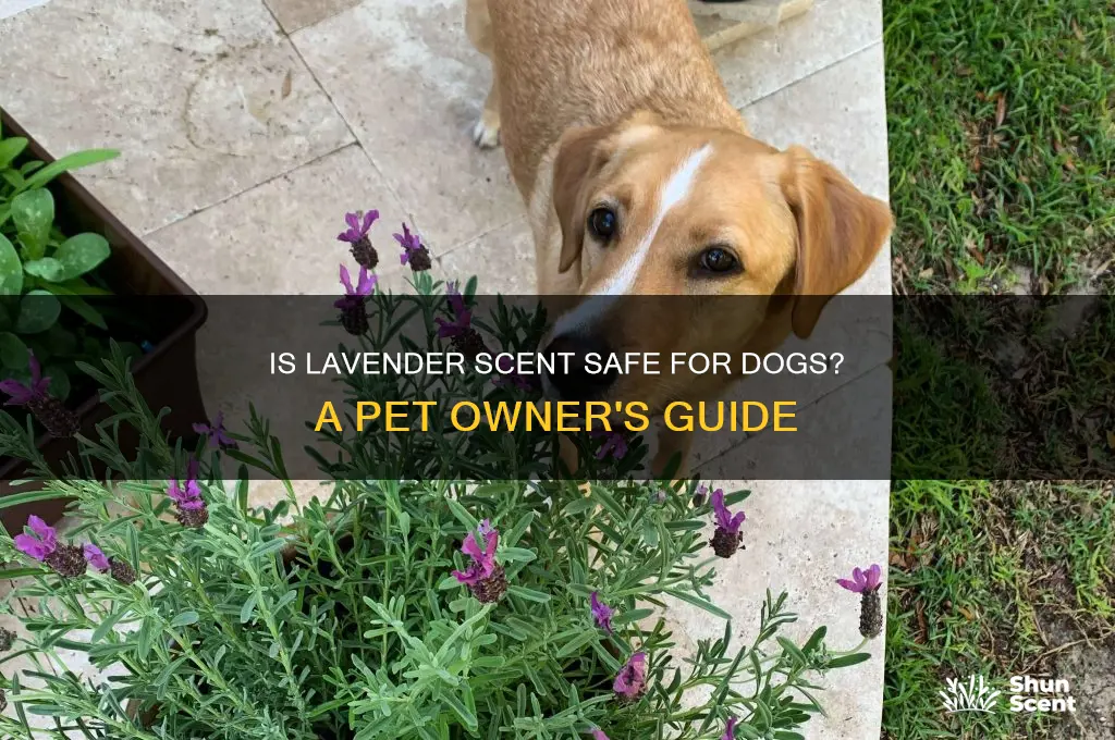 is lavender scent safe for dogs