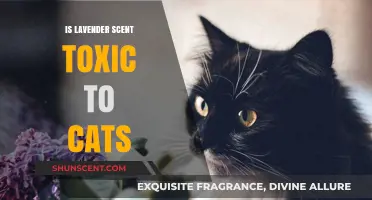 Lavender Scent and Cats: Understanding Potential Toxicity Risks