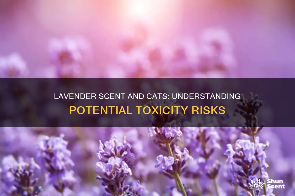 is lavender scent toxic to cats