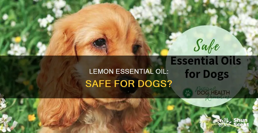 is lemon essential oil ok around dog for aroma