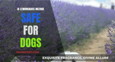 Lemongrass Incense: Safe or Harmful for Dogs?