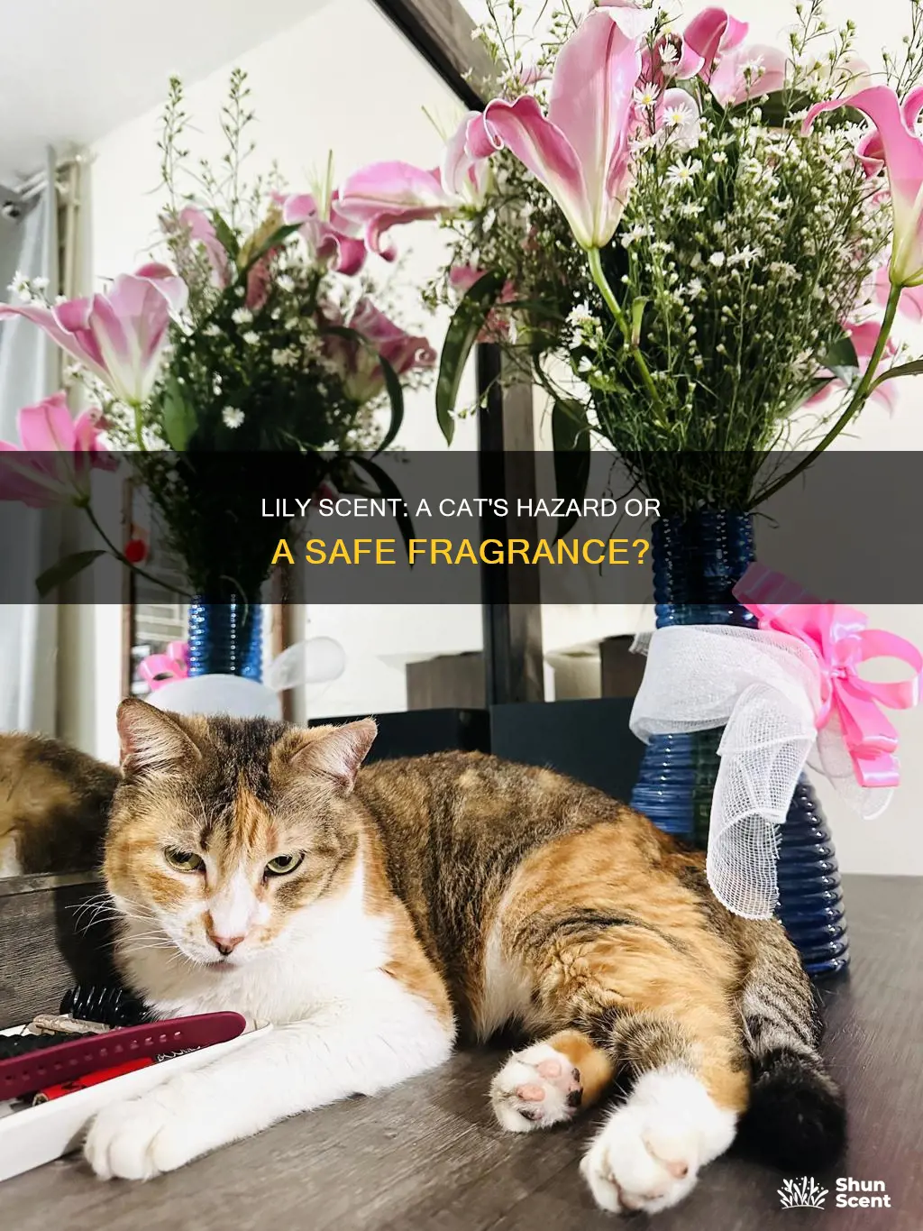 is lily fragrance harmful to cats