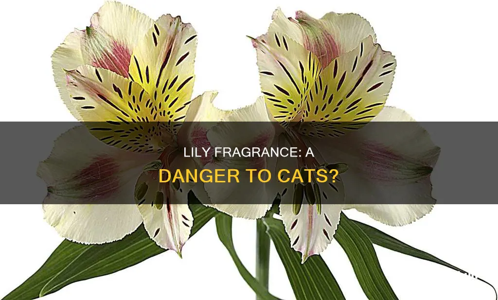 is lily fragrance harmful to cats