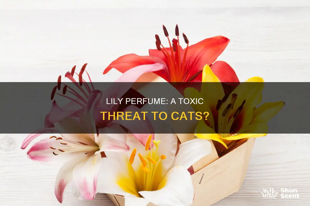 is lily perfume toxic to cats
