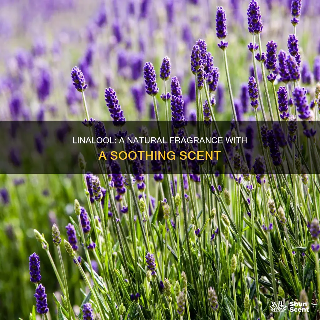 is linalool a fragrance