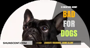 Is Menthol Scent Safe for Dogs? What Pet Owners Should Know