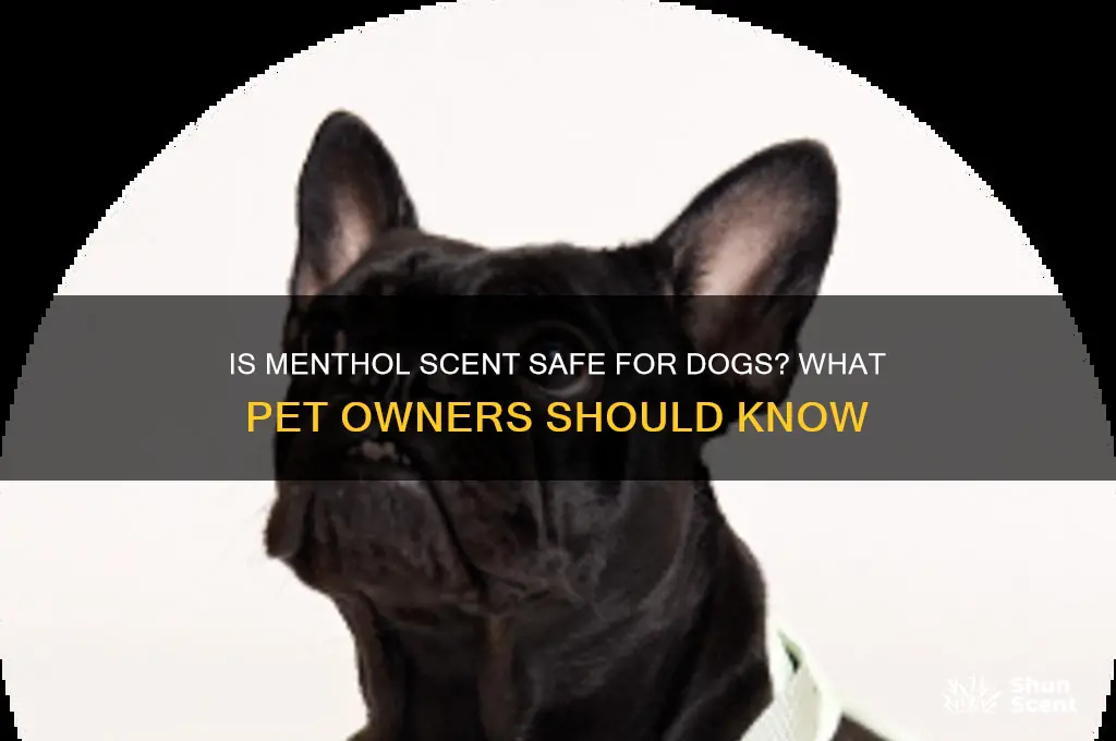 is menthol scent bad for dogs