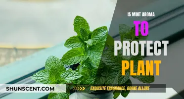 Mint Aroma: Nature's Protective Shield for Plants