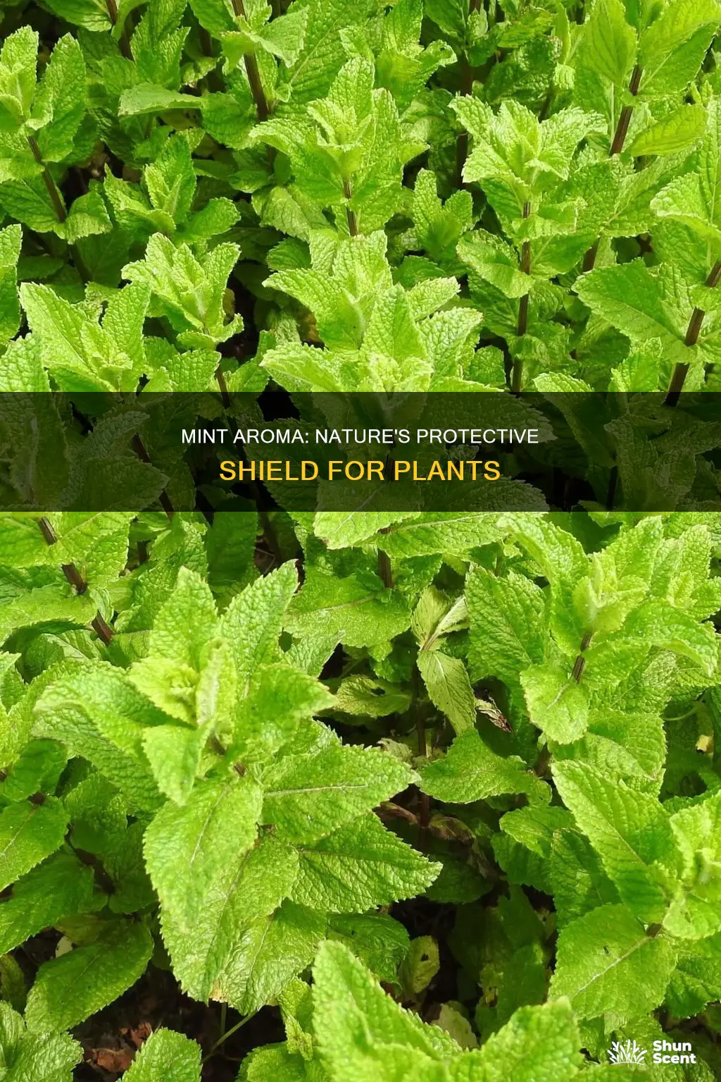 is mint aroma to protect plant