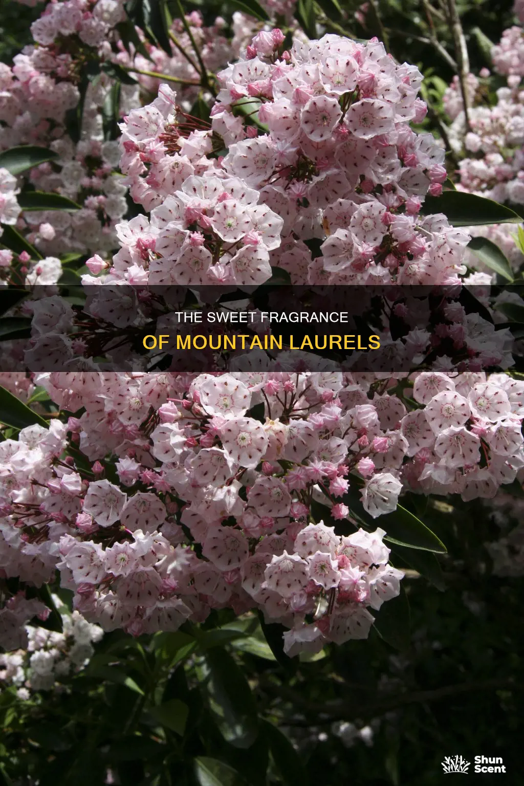 is mountain laurel fragrance